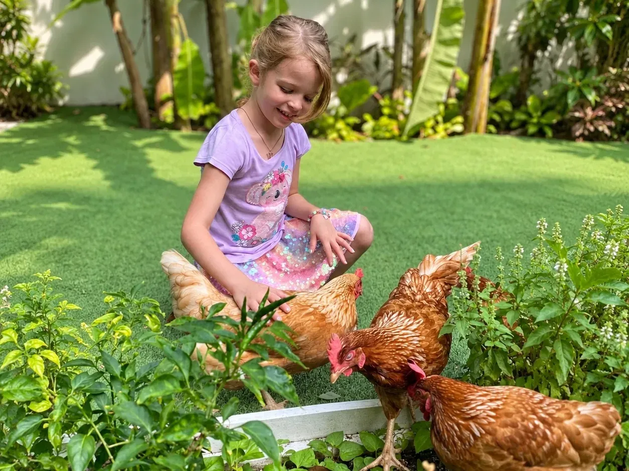 A girl sitting in the garden with the school hens among the vegetable beds