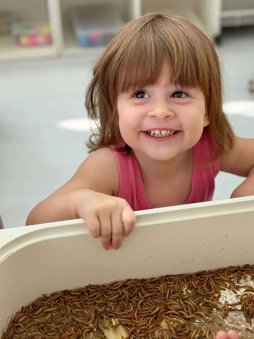 A delighted girl looking after the school’s tray of mealworm larvae